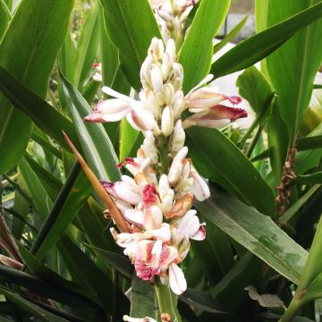 Alpinia galanga 