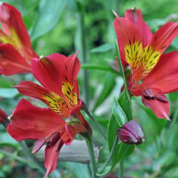 Alstroemeria Inca Adore - Peruvian Lily