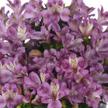 Alstroemeria Inticancha Navajo - Peruvian Lily