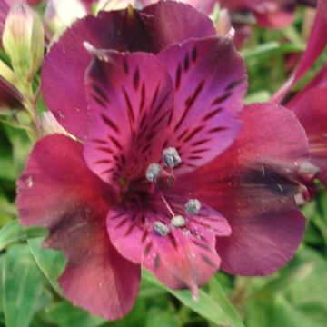 Alstroemeria Inticancha Dark Purple - Peruvian Lily