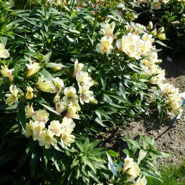 Alstroemeria Summer Snow