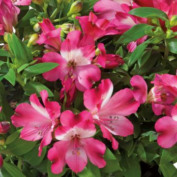 Alstroemeria Inticancha Romance - Peruvian lily