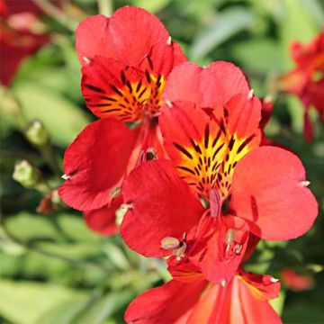 Alstroemeria Mars