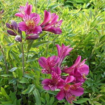 Alstroemeria Mauve Majesty