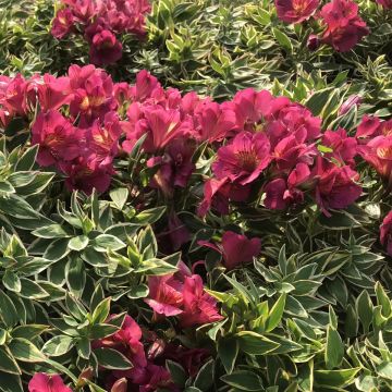 Alstroemeria Summer Paradise River Valley