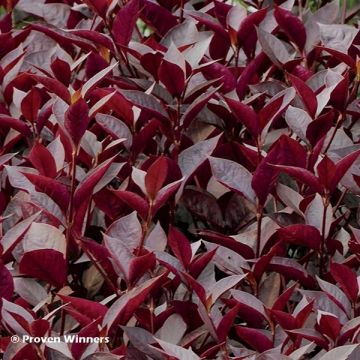 Alternanthera Purple Knight - Joseph's Coat