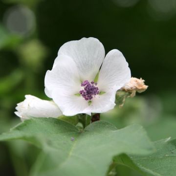 Guimauve officinale - Althaea officinalis