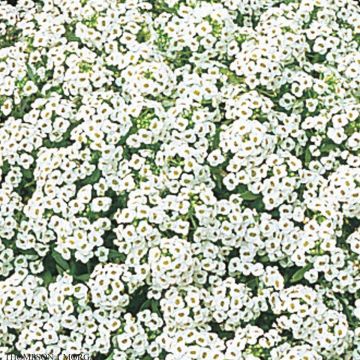 Lobularia maritima procumbens Snow Crystals - Sweet Alyssum