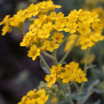 Alyssum argenteum