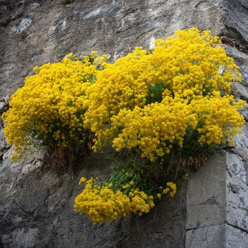 Alyssum saxatilis Compactum