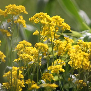 Alyssum saxatilis Goldkugel