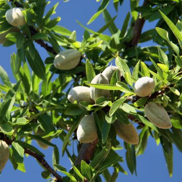 Prunus dulcis Aï - Almond Tree