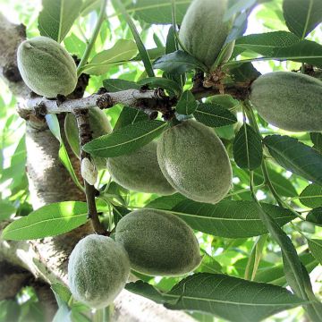 Ferraduel Almond Tree