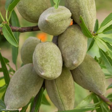 Prunus dulcis Princesse - Almond Tree