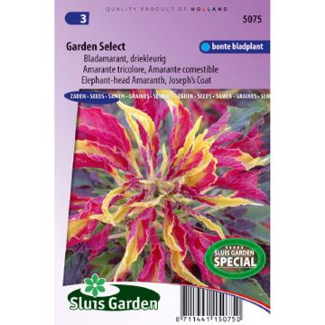 Amaranthus tricolor Garden Select Seeds - Josephs Coat