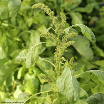 Amaranthus tricolor White Leaf