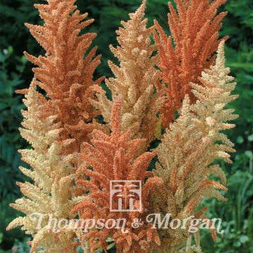 Amaranthus paniculatus Autumn Palette - Amaranth