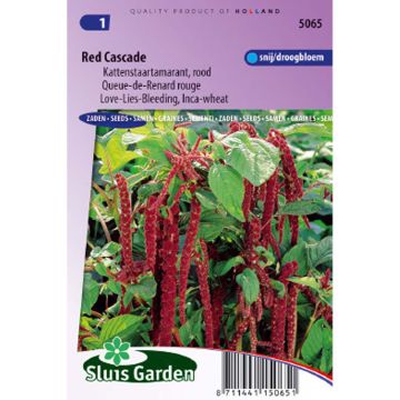 Amaranthus caudatus Red Cascade Seeds - Love-Lies-Bleeding