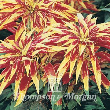 Amaranthus tricolor Joseph's Coat - Amaranth