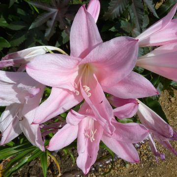 Amarcrinum Howardii - Hybrid Amaryllis