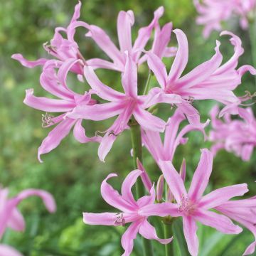 Amarine belladiva Aphrodite - Hybrid Nerine