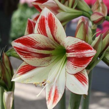 Hippeastrum Ambiance - Amaryllis