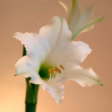 Hippeastrum Amputo - Amaryllis