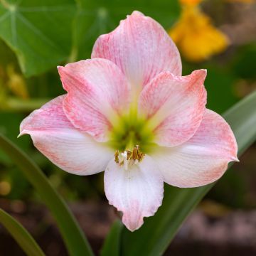 Hippeastrum Apple Blossom - Amaryllis