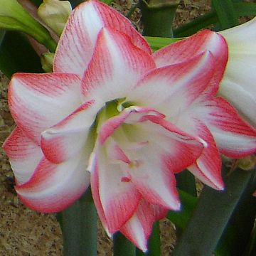 Hippeastrum Blossom Peacock - Amaryllis