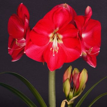 Hippeastrum Candy Cream - Amaryllis