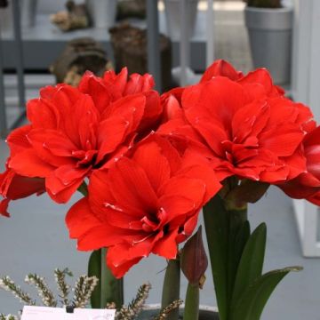 Hippeastrum Double Dragon - Amaryllis