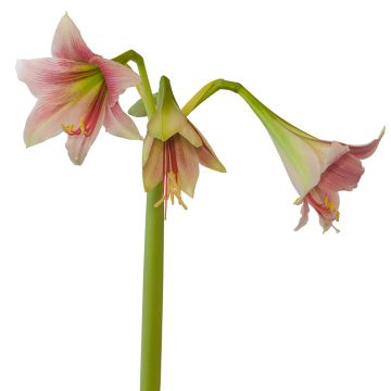 Hippeastrum Exotic Star - Amaryllis