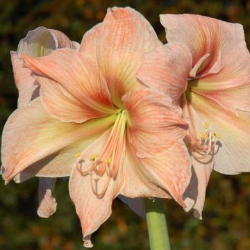 Hippeastrum Exotica - Amaryllis