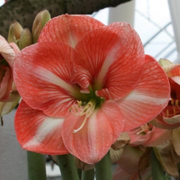 Hippeastrum Faro - Amaryllis