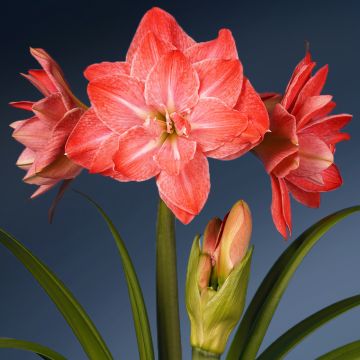 Hippeastrum Flamingo Amadeus - Amaryllis