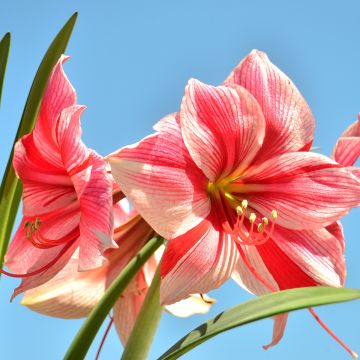 Hippeastrum Gervase - Amaryllis