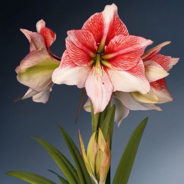 Hippeastrum Grandise Fantasy - Amaryllis