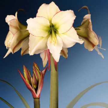 Hippeastrum Lemon Cream - Amaryllis