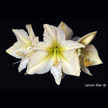 Hippeastrum Lemon Star - Amaryllis