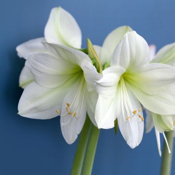 Hippeastrum Luna - Amaryllis