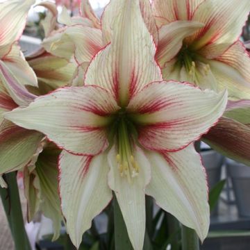 Hippeastrum Magic Green - Amaryllis