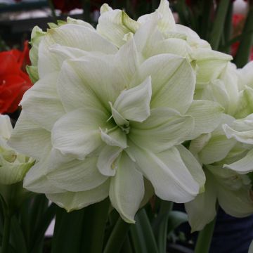 Hippeastrum Marilyn - Amaryllis