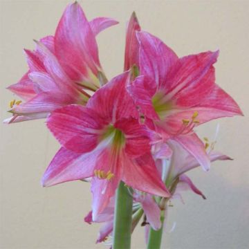 Hippeastrum Neon - Amaryllis