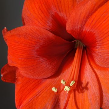 Amaryllis Orange Souvereign