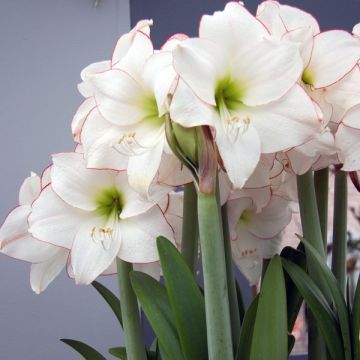 Hippeastrum Picotee - Amaryllis