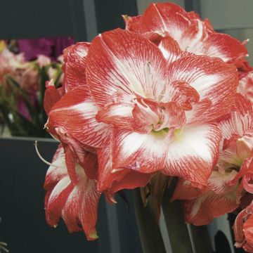 Hippeastrum Double Promise - Amaryllis