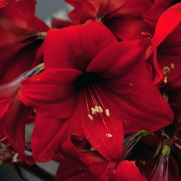 Hippeastrum Rapido - Amaryllis