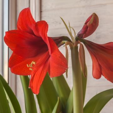 Amaryllis Red Lion - Hippeastrum rouge profond.