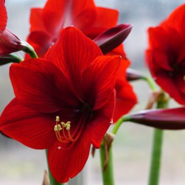 Amaryllis Red Sensation