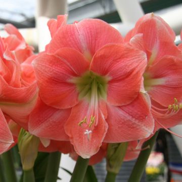 Hippeastrum Rosalie - Amaryllis